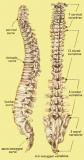 spinal_column.jpg